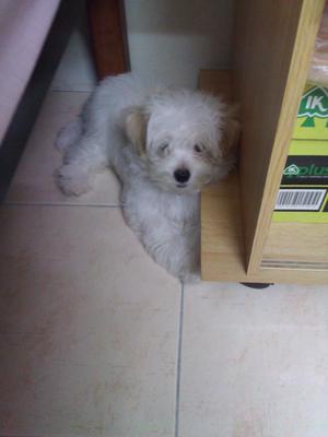 Cookie - Poodle + Maltese Dog