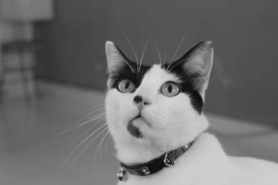 Bello - Oriental Short Hair Cat