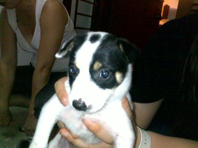 Lightning - Border Collie Mix Dog