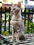 Dazzle - Bengal Cat