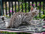 Dazzle - Bengal Cat