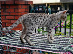 Dazzle - Bengal Cat