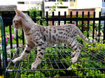 Dazzle - Bengal Cat