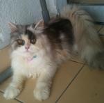 Lola-persian - Persian Cat