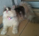 Lola-persian - Persian Cat