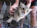 PF30562 - Tabby Cat