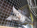 PF30562 - Tabby Cat