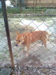 Brown Dog - Mixed Breed Dog
