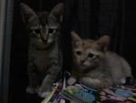 Begau, Nano &amp; Ipad - Domestic Short Hair Cat