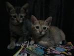 Begau, Nano &amp; Ipad - Domestic Short Hair Cat