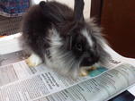 Lionhead Anggora Rabbit 1 - Angora Rabbit + Lionhead Rabbit