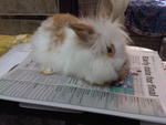 Lionhead Anggora Rabbit 1 - Angora Rabbit + Lionhead Rabbit