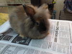 Lionhead Anggora Rabbit 1 - Angora Rabbit + Lionhead Rabbit