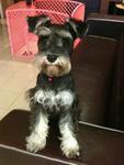 Kuma - Schnauzer Dog