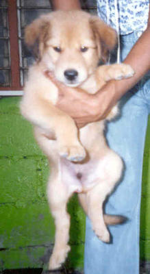 Rock - Mixed Breed Dog