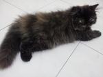 Black White Smoke Flat Face - Persian Cat