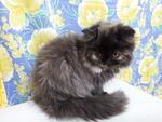 Black White Smoke Flat Face - Persian Cat