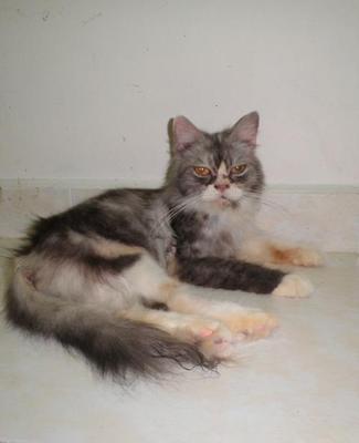 Manjaku - Persian + Domestic Long Hair Cat