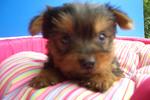 Australian Silky Terrier - Australian Terrier Dog