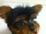 Australian Silky Terrier - Australian Terrier Dog