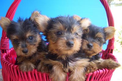 Australian Silky Terrier - Australian Terrier Dog