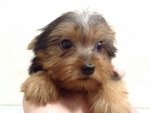 Australian Silky Terrier - Australian Terrier Dog