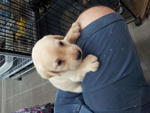 Labrador Retriever Puppies - Labrador Retriever Dog