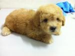 Toy Poodle - Poodle Dog