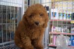 Toy Poodle - Poodle Dog