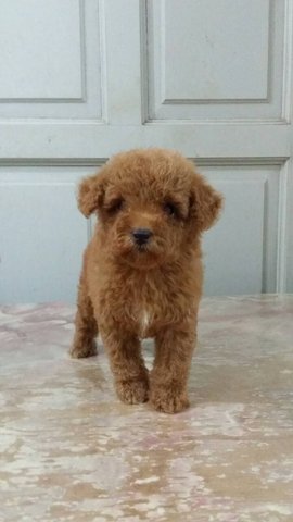 Toy Poodle - Poodle Dog