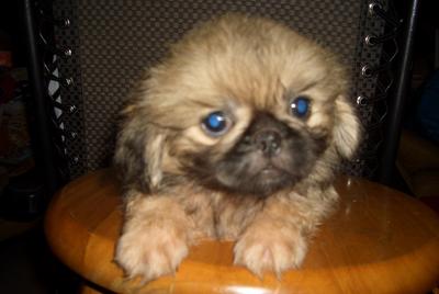 PF30600 - Pekingese Dog