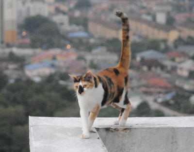 Tigger Praline - Calico Cat