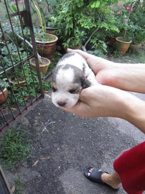 Beagle Puppy For Sale 2012 - Beagle Dog