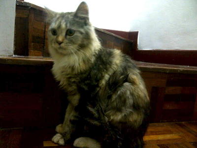 Fiona - Maine Coon + Domestic Long Hair Cat