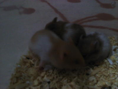 Syrian Hamster - Common Hamster Hamster