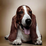 Beckham - Basset Hound Dog