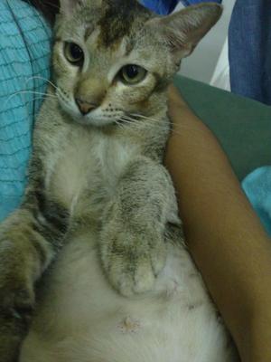 Gheeza - Abyssinian + Domestic Short Hair Cat