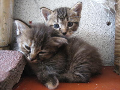 Waffle &amp; Pancake - Domestic Medium Hair + Domestic Short Hair Cat