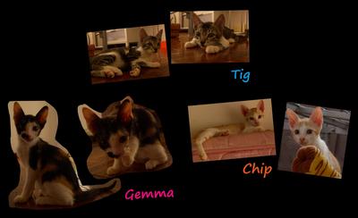 Tig, Gemma &amp; Chip - Domestic Short Hair Cat