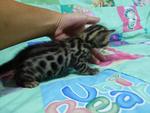 Tica Bengal Kitten(21st March 2012) - Bengal Cat