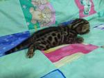 Tica Bengal Kitten(21st March 2012) - Bengal Cat