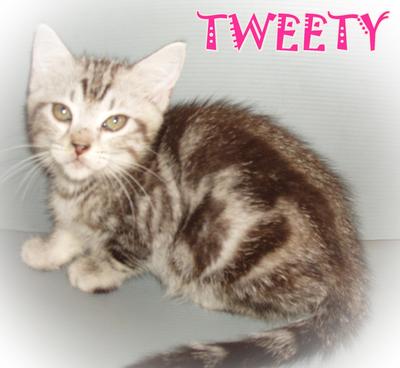 Tweety - American Shorthair Cat