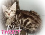 Tweety - American Shorthair Cat