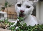 "Vegetablez is gud for kitteh's well beingz..."