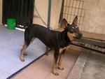 Feebi - Miniature Pinscher Mix Dog