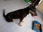 Feebi - Miniature Pinscher Mix Dog