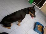 Feebi - Miniature Pinscher Mix Dog