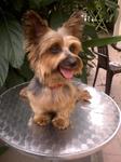 Teddy - Australian Terrier Dog