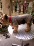 Teddy - Australian Terrier Dog