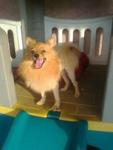 Dolli - Pomeranian Dog